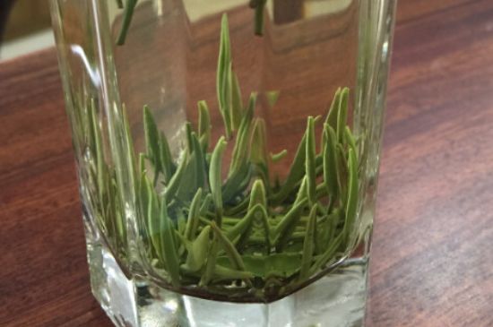 竹葉青和雀舌哪個貴，竹葉青茶貴嗎？