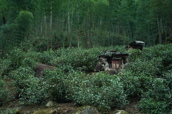 300塊錢的金駿眉能喝嗎，兩三百多金駿眉和一千多區(qū)別