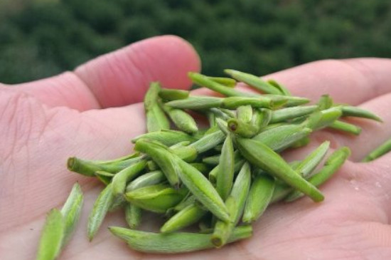 什么綠茶茶葉唇齒留香，哪個品種綠茶香氣好？