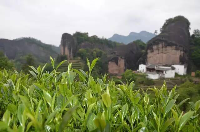 武夷山為什么盛產(chǎn)茶葉，武夷山茶為什么好喝？