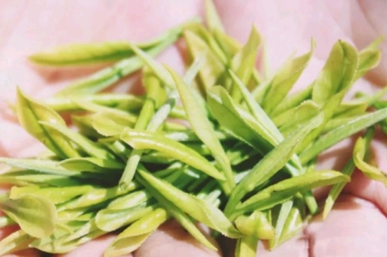 龍井是明前的好還是雨前的好，明前茶和雨前茶哪個好喝？