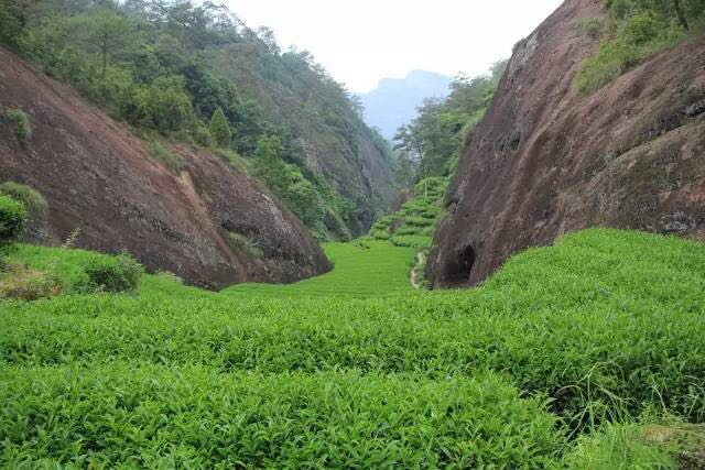 武夷山為什么盛產(chǎn)茶葉，武夷山茶為什么好喝？