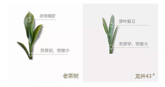 43號龍井屬于好茶嗎，龍井茶43號是什么意思？