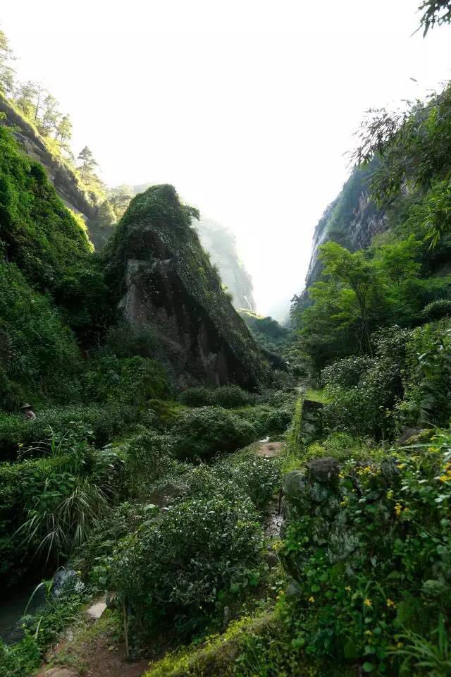 武夷山為什么盛產(chǎn)茶葉，武夷山茶為什么好喝？