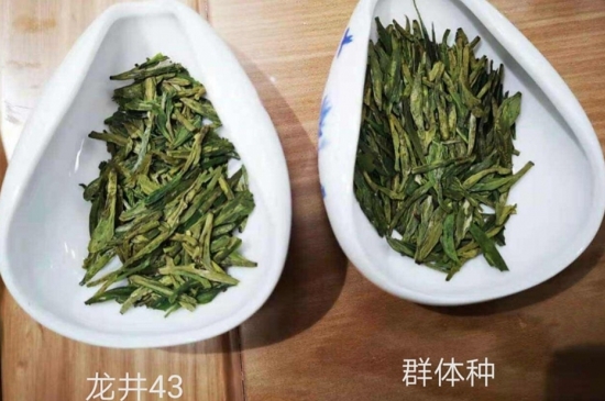43號龍井屬于好茶嗎，龍井茶43號是什么意思？