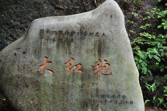 母樹(shù)大紅袍給誰(shuí)喝了，為什么母樹(shù)大紅袍叫三棵六株？
