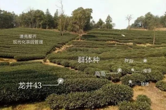 43號龍井屬于好茶嗎，龍井茶43號是什么意思？