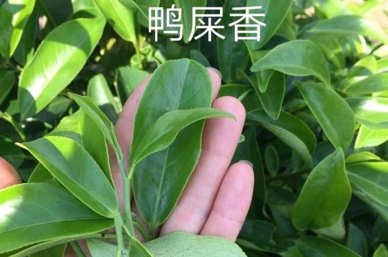 鴨屎香和大烏葉是同一種茶葉嗎，單叢大烏葉和鴨屎香有什么區(qū)別？