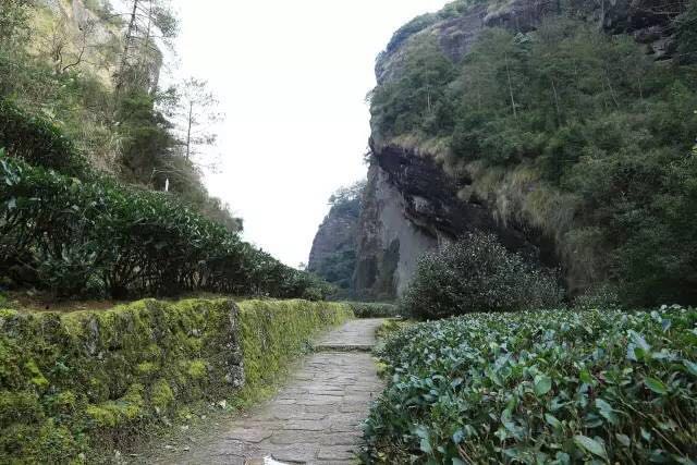 武夷山為什么盛產(chǎn)茶葉，武夷山茶為什么好喝？