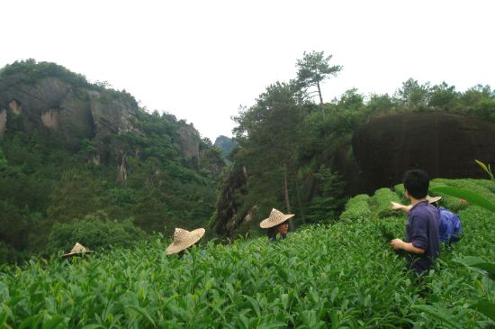 肉桂茶和大紅袍哪個(gè)貴，武夷山肉桂與大紅袍的價(jià)格比較