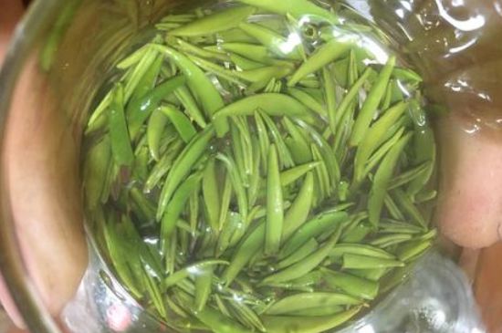 雀舌有一股青草味，雀舌為什么有青草味？