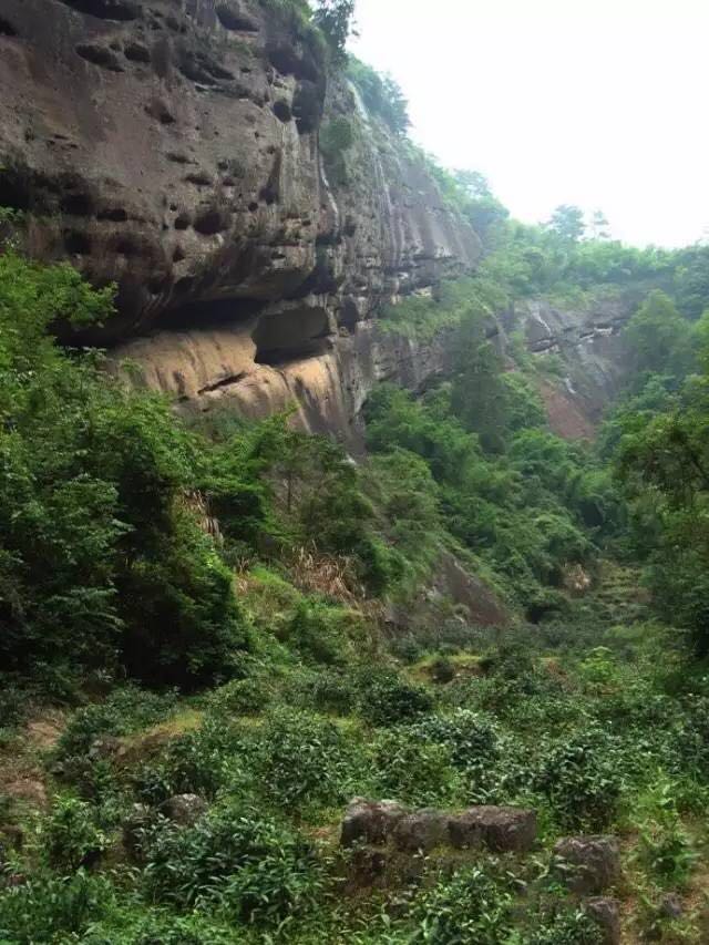 武夷山為什么盛產(chǎn)茶葉，武夷山茶為什么好喝？