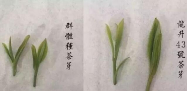 43號龍井屬于好茶嗎，龍井茶43號是什么意思？