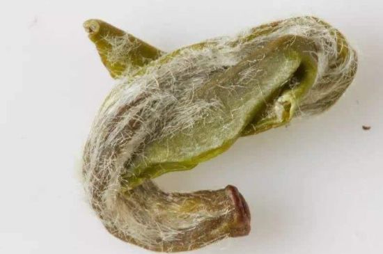 羊巖勾青是綠茶嗎，羊巖勾青茶屬于什么茶？