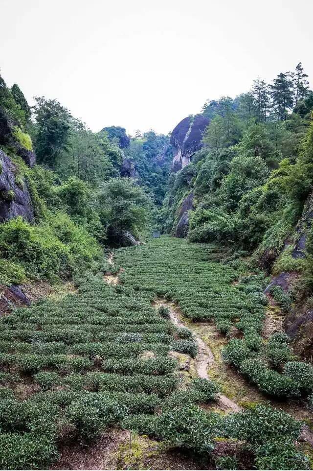 武夷山為什么盛產(chǎn)茶葉，武夷山茶為什么好喝？