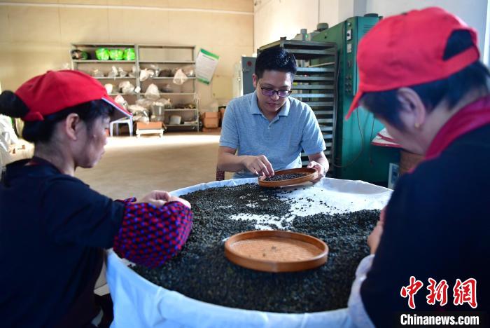 圖為張元豪在生產(chǎn)車間內(nèi)與工人一起查看茶葉品質(zhì)?！埍?攝