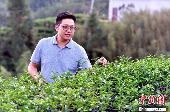 “臺二代”張元豪福建深山種茶十年：“來了，就對了”